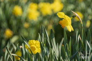 Frühlingserwachen in Monheim-Baumberg