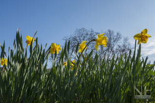 Frühlingserwachen in Monheim-Baumberg