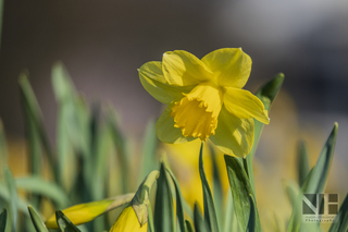 Frühlingserwachen in Monheim-Baumberg