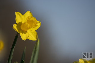 Frühlingserwachen in Monheim-Baumberg