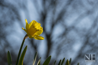 Frühlingserwachen in Monheim-Baumberg