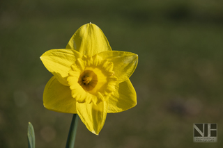 Frühlingserwachen in Monheim-Baumberg