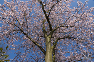 Frühlingserwachen in Monheim-Baumberg