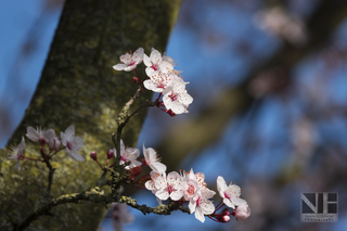 Frühlingserwachen in Monheim-Baumberg