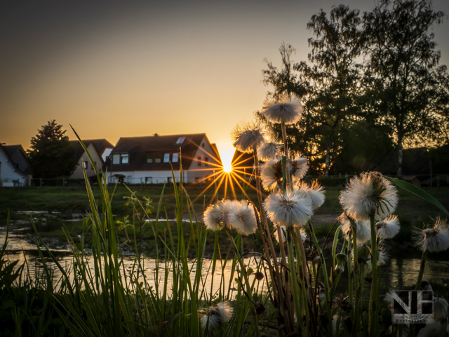Das Ufer der südlichen Düssel im Sonnenuntergang - Gegenlichtaufnahme mit einer von Strahlen umsäumten Sonne