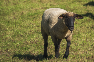 Wanderung von Bergisch Gladbach nach Odenthal