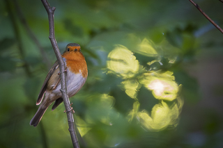 Wanderung von Bergisch Gladbach nach Odenthal
