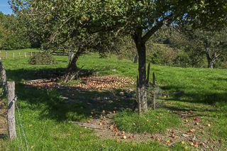 Wanderung von Bergisch Gladbach nach Odenthal