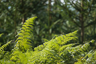 Wanderung von Bergisch Gladbach nach Odenthal