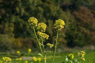 Wanderung rund um Overath