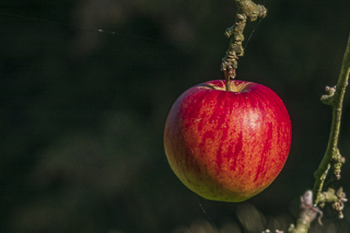 Wanderung rund um Overath
