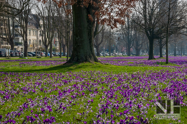 Das Blaue Band im Rheinpark in Düsseldorf