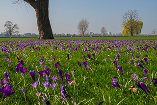 Das Blaue Band im Rheinpark in Düsseldorf