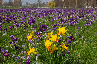 Das Blaue Band im Rheinpark in Düsseldorf