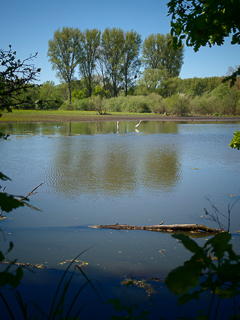 Impressionen vom Urdenbacher Altrhein und den nahegelegenen Rheinauen