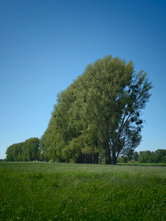 Impressionen vom Urdenbacher Altrhein und den nahegelegenen Rheinauen