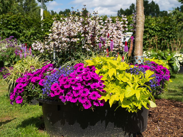 Die Landesgartenschau Neuss im Juni