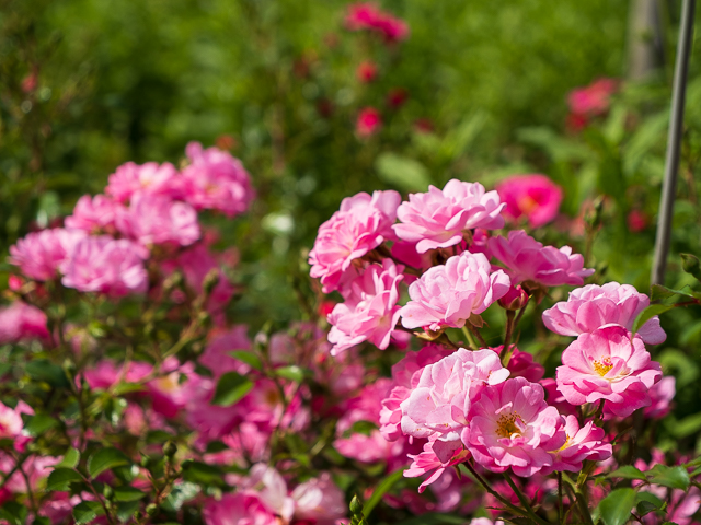 Die Landesgartenschau Neuss im Juni