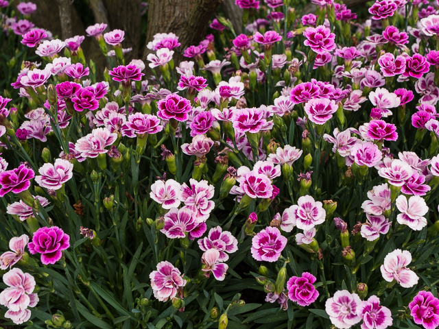 Die Landesgartenschau Neuss im Juni
