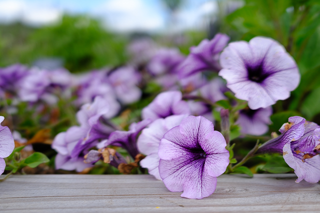 Die Landesgartenschau Neuss im Juni