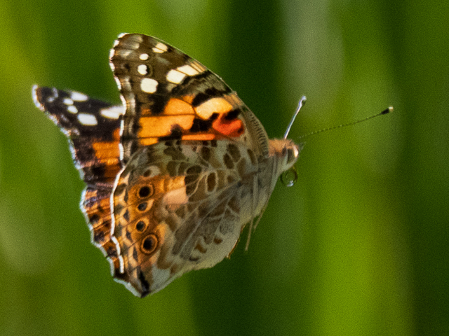 Insekten auf der Landesgartenschau Neuss