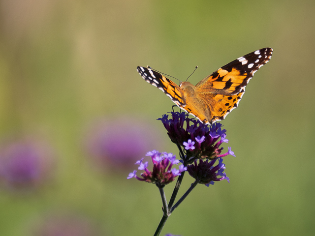 Insekten auf der Landesgartenschau Neuss