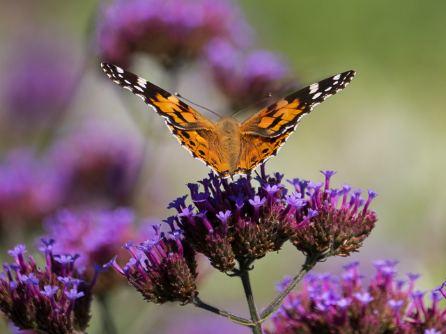 Insekten auf der Landesgartenschau Neuss