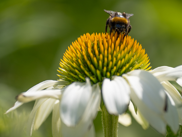 Insekten auf der Landesgartenschau Neuss