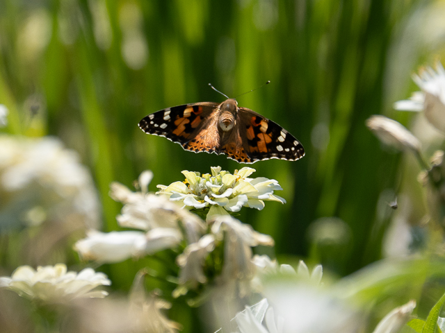Insekten auf der Landesgartenschau Neuss