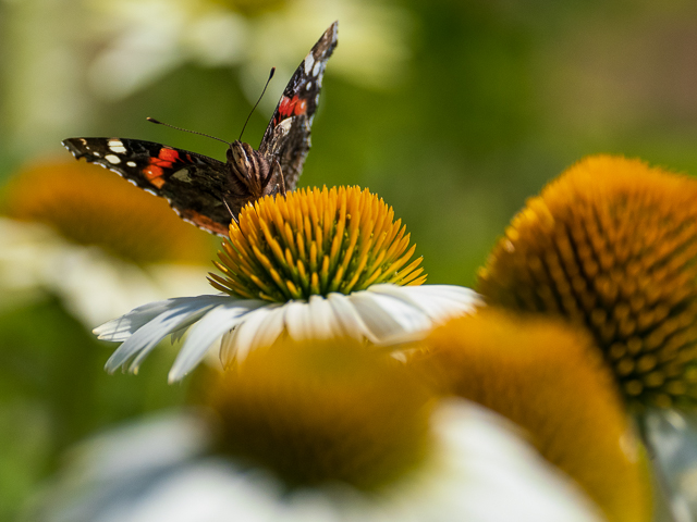 Insekten auf der Landesgartenschau Neuss
