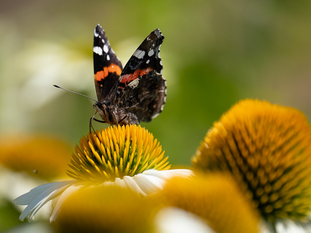 Insekten auf der Landesgartenschau Neuss
