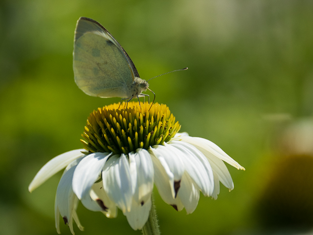 Insekten auf der Landesgartenschau Neuss