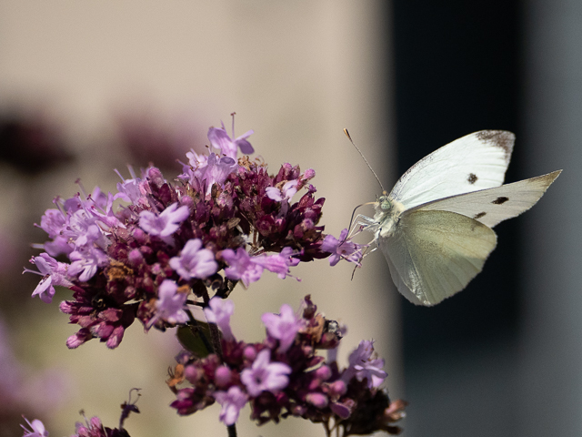 Insekten auf der Landesgartenschau Neuss