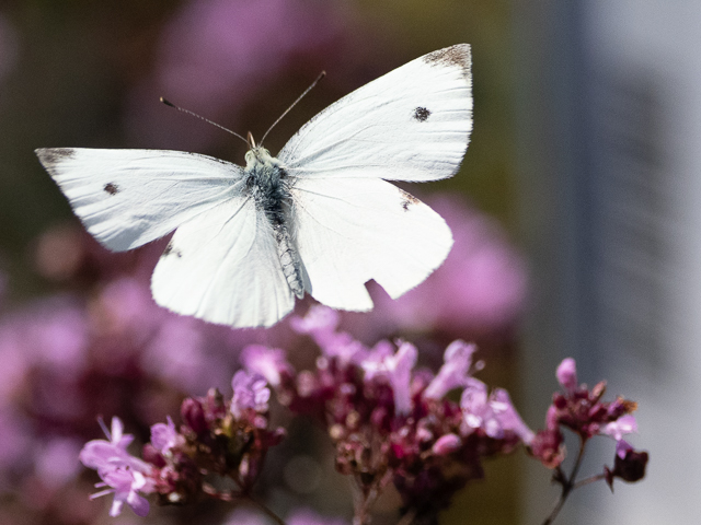 Insekten auf der Landesgartenschau Neuss