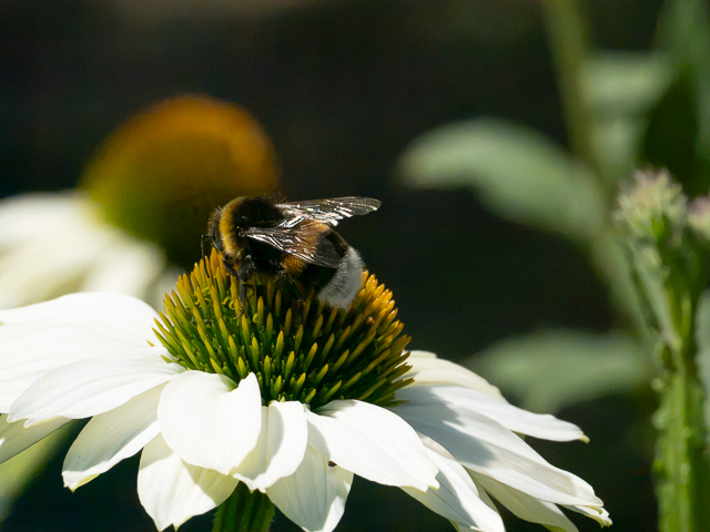 Insekten auf der Landesgartenschau Neuss