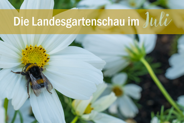 Die Landesgartenschau Neuss im Juli