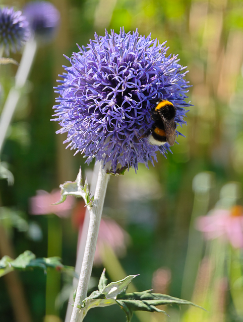 Die Landesgartenschau Neuss im Juli