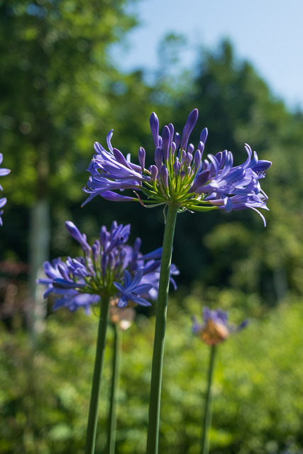 Die Landesgartenschau Neuss im Juli
