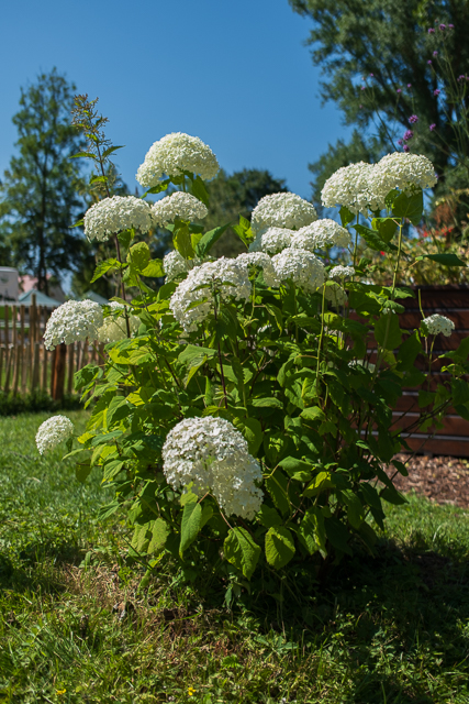 Die Landesgartenschau Neuss im Juli