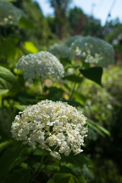 Die Landesgartenschau Neuss im Juli