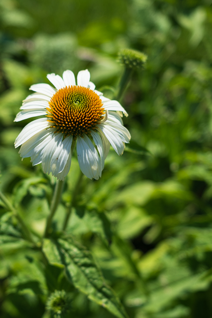 Die Landesgartenschau Neuss im Juli
