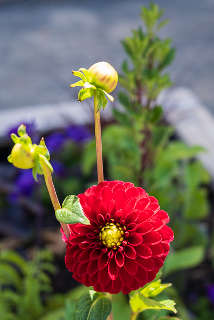 Die Landesgartenschau Neuss im Juli