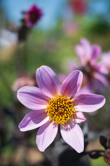 Die Landesgartenschau Neuss im Juli