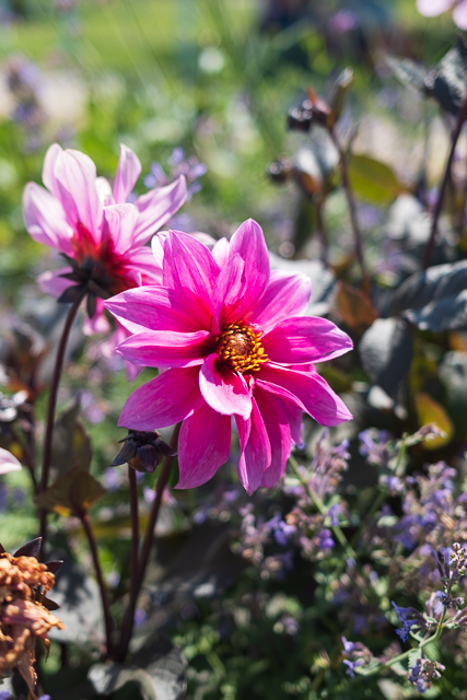 Die Landesgartenschau Neuss im Juli