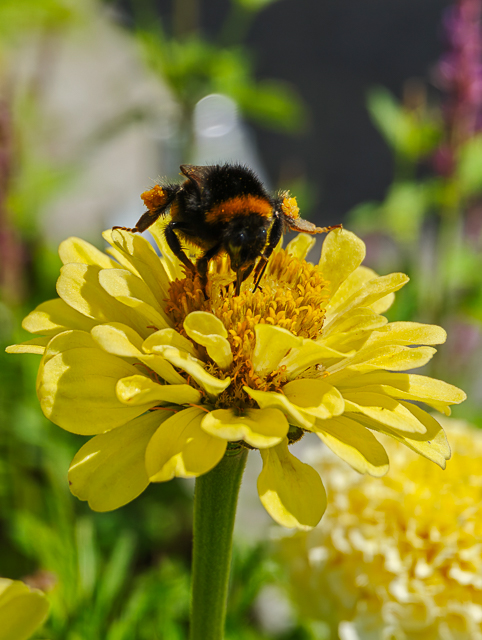 Die Landesgartenschau Neuss im Juli