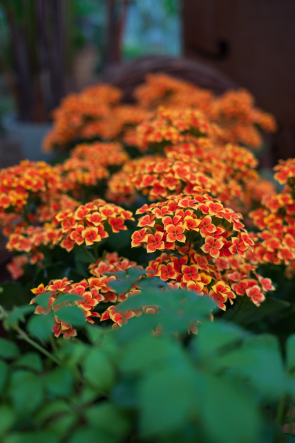 Die Landesgartenschau Neuss im Juli