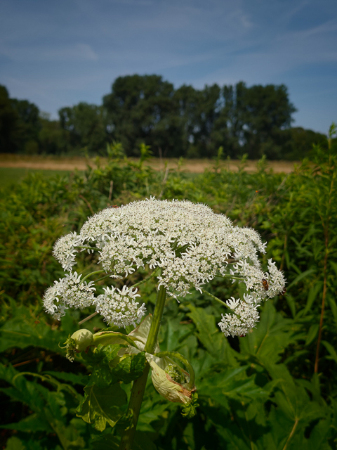 Urlaubsidylle im Ruhrgebiet: Ruhrauen in Mülheim
