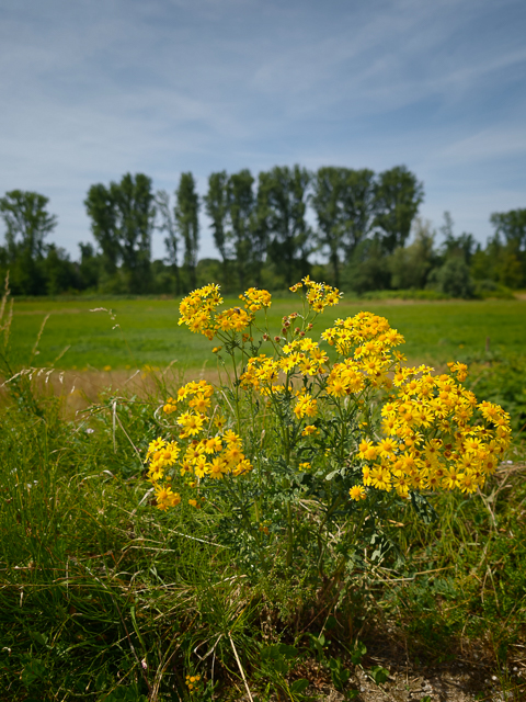 Urlaubsidylle im Ruhrgebiet: Ruhrauen in Mülheim
