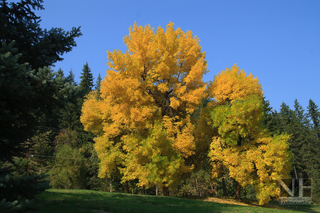 Indian Summer am Trans-Canada Highway #1, Parkplatz 'The Last Spike',  Craigellachie, British Columbia, Kanada