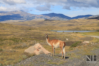 Guanaco im Torres del Paine National Park, Patagonien, Chile